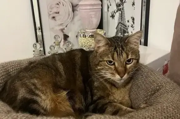 Animaux perdus Lieusaint, photo: Chat tigré marron/beige perdu