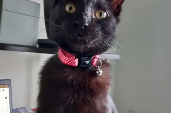 Lost Black Cat in Western Cape - Help!