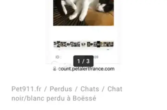 Animaux perdus , photo: Chat noir et blanc perdu à Boëssé