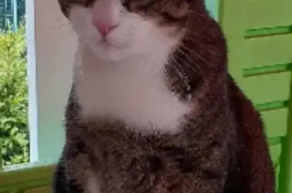 Animaux perdus , photo: Léon, chat tigré perdu