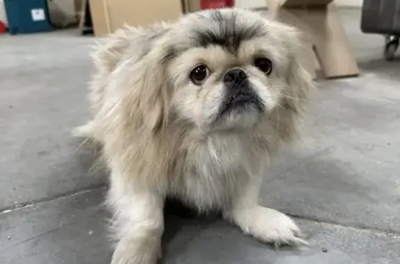 Chien crème perdu à Tourcoing - photo