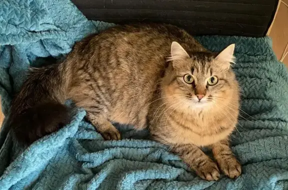 Chatte angora trouvée à Toulouse - photo
