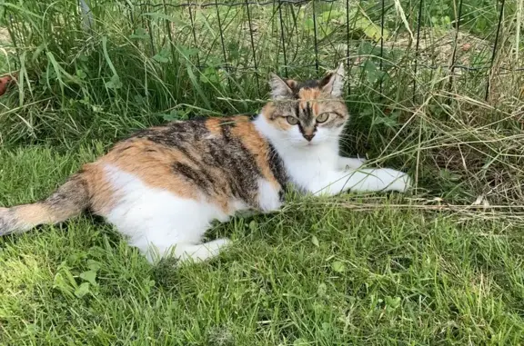Animaux perdus , photo: Chatte écaille perdue à Marspich