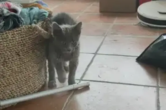 Chaton gris perdu trouvé - photo