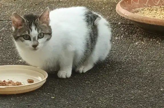 Chat errant à Mundolsheim - photo