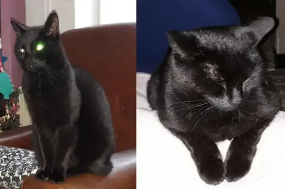 Chat perdu, Marcq-en-Barœul, photo: Chat noir Bruce perdu à Marcq