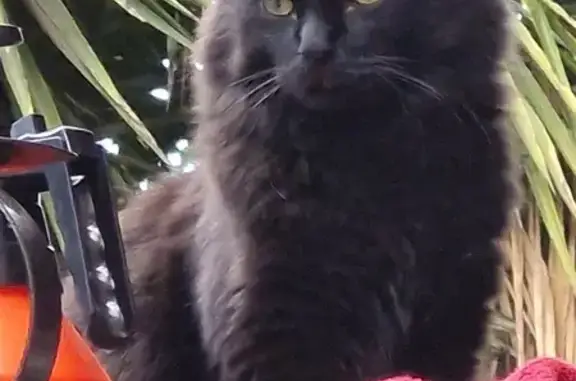 Lost Fluffy Black Cat in Centurion!