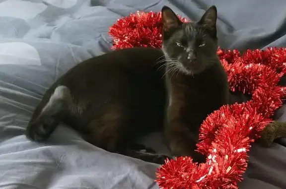 Animaux perdus Gragnague, photo: Chat noir perdu à Gragnague