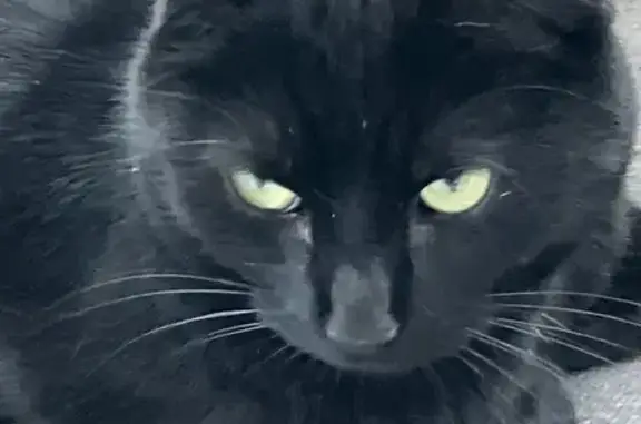 Chat perdu, , photo: Chat noir perdu, St-Ouen