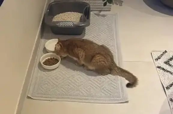 Chat perdu à Fabrègues retrouvé - photo