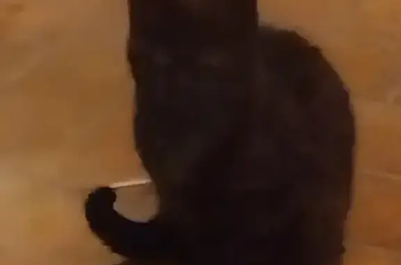 Chaton sociable trouvé à Lozanne - photo