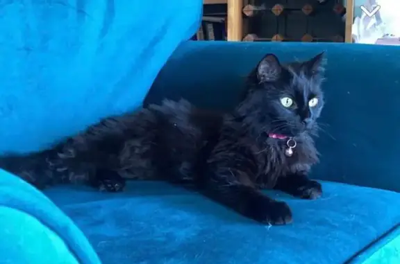 Lost Cat Alert: Gentle Pimmy from Frankston