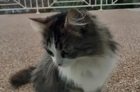 Chat perdu trouvé à Saint-Victor - photo