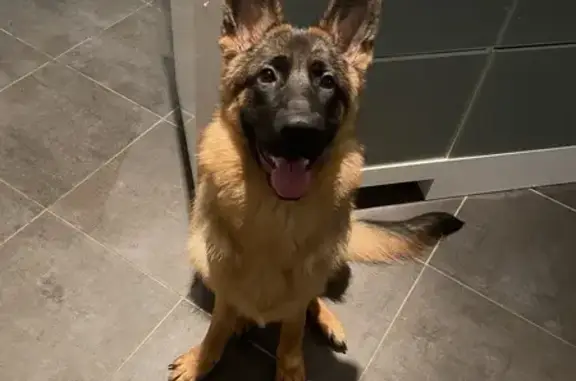 Chiot Berger perdu à Mézières - photo