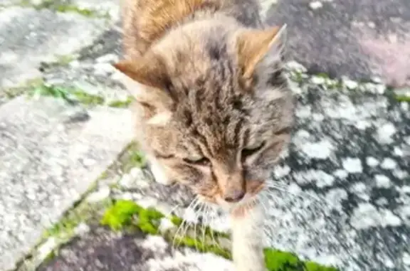 Chat tigré errant à Blainville - photo