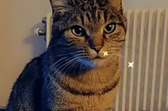 Chat tigré suiveur cherche maître - photo