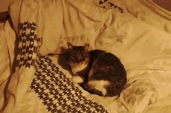 Animaux perdus Pibrac, photo: Chatte tachetée perdue à Pibrac