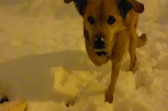 Chien perdu Chaponost, photo : Alerte: Chien Brownie à 3 pattes perdu