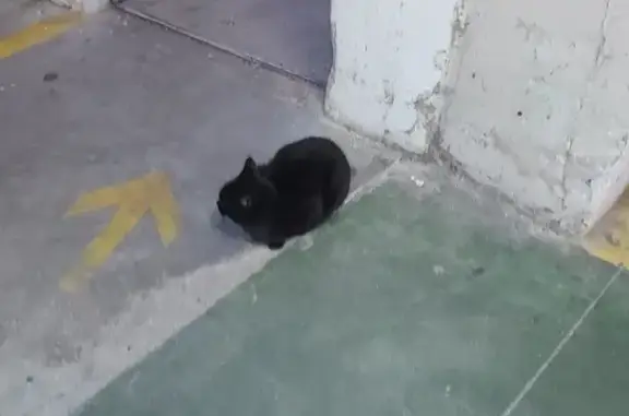 Chatte noire trouvée, Paris 29 - photo