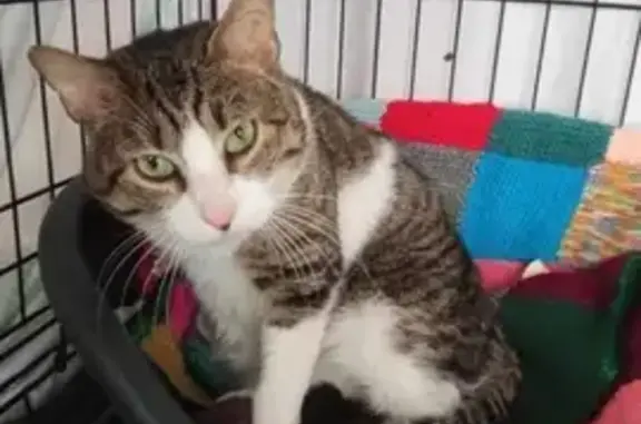 Chat perdu, , photo: Chat Valentin perdu le 27/01/24
