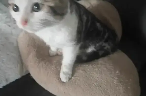 Chaton tigré trouvé à Courlay - photo