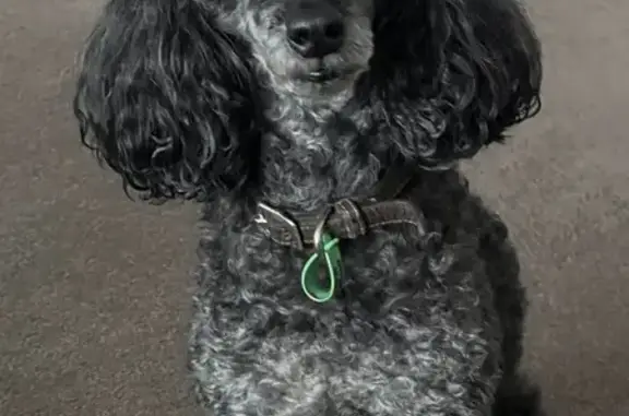 Lost Senior Poodle in Fitzroy - Help Find Him!