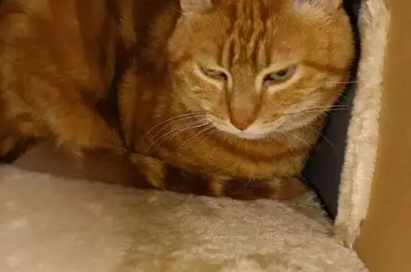 Chat roux castré trouvé à La Plagne - photo