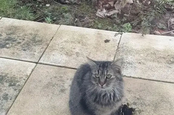 Chat sociable trouvé à Sin-le-Noble - photo