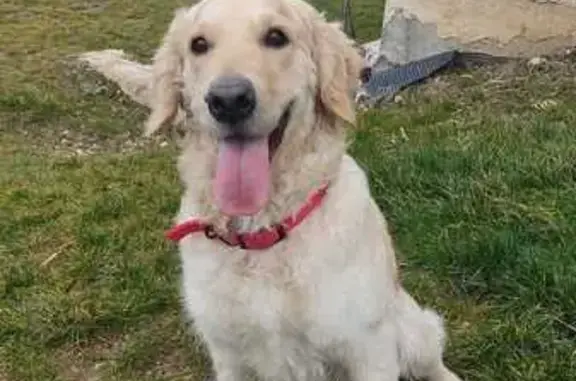 Chienne Golden perdue à Belley - photo