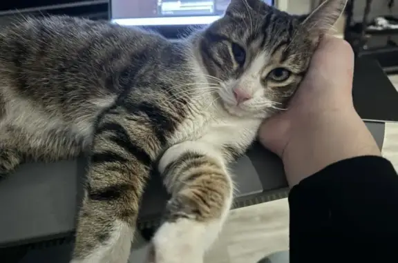 Chat trouvé Courbevoie, photo: Chat tricolore affectueux trouvé