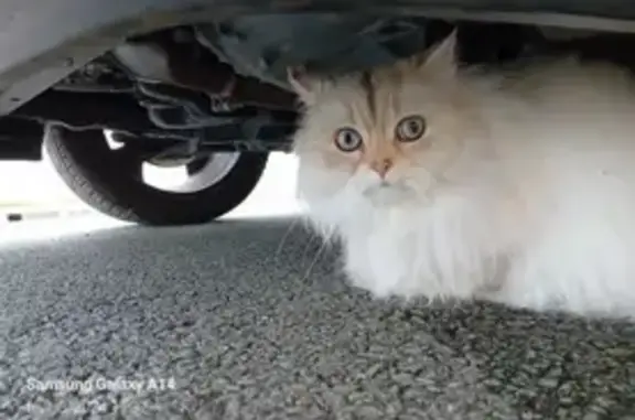 Chat blanc peureux trouvé à Cognac - photo
