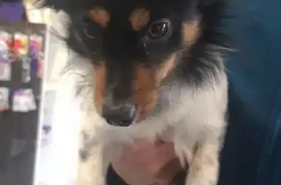 Chien perdu retrouvé à Méry-Oise - photo