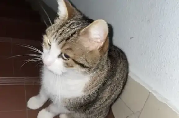 Chat trouvé à Châtillon 92 - photo