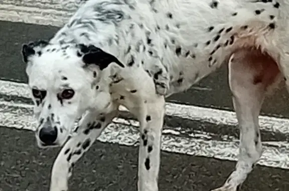 Chien croisé trouvé à Penvénan - photo