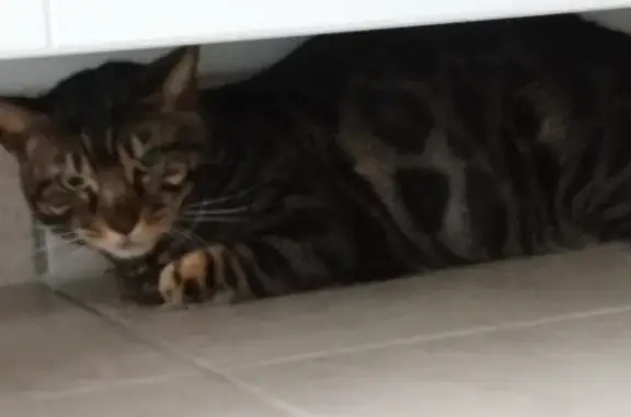 Chat tigré trouvé à Basile Valentin - photo