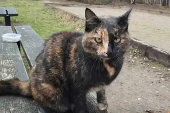 Chatte écaille trouvée - Le Mans - photo