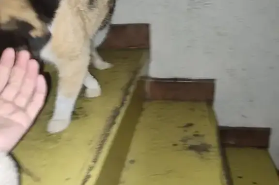 Chatte isabelle perdue - Rue 24 Ham - photo