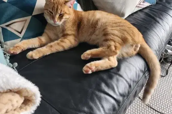 Animaux trouvés , photo: Chat perdu à Hourton retrouvé