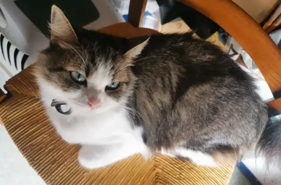 Animaux perdus Frontenex, photo: Chatte stérilisée disparue à Frontenex