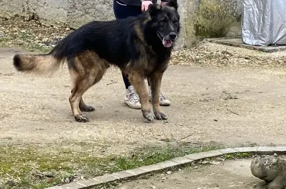 Chien perdu/trouvé à Fontaine - photo