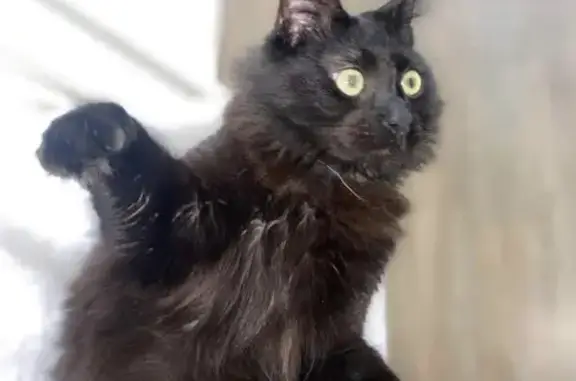 Animaux perdus Bègles, photo: Chat Saiko perdu - Bègles