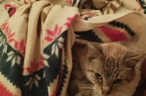 Chat retrouvé à Lapte le 10 - photo