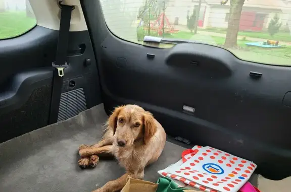 Chiens perdus près d'Argenton - photo