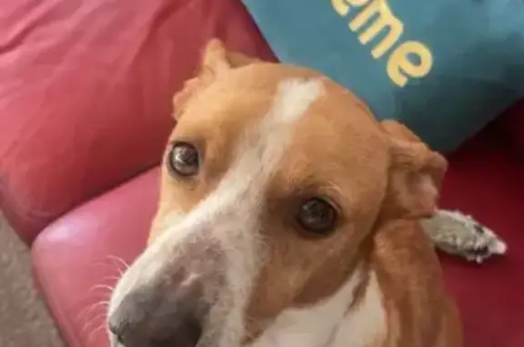 Animaux perdus Bormes-les-Mimosas, photo: Chanel, Podenco perdue à Bormes