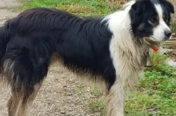 Chien berger et épagneule trouvés - photo