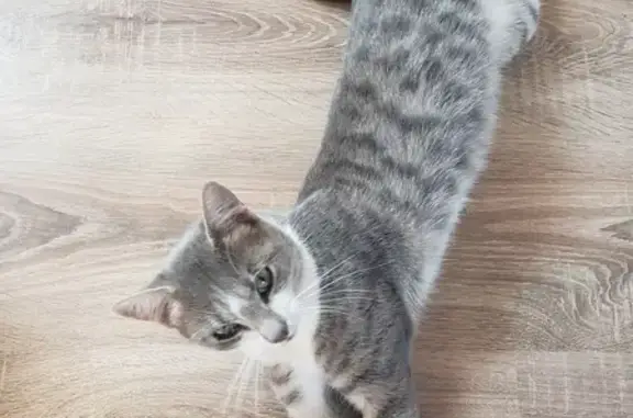 Animaux perdus , photo: Chat gris tigré perdu à Saint-Sauveur