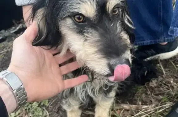 Chien perdu à Fermanville - photo