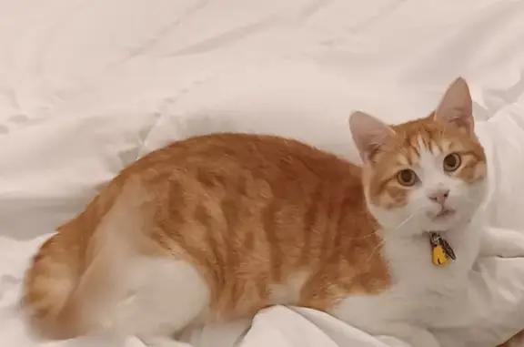 Animaux perdus Châtellerault, photo: Chat roux et blanc perdu