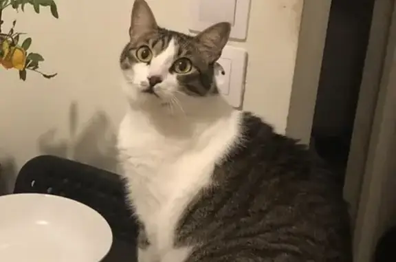 Chat perdu, Paris, photo: Chatte blanche/grise perdue, pucée