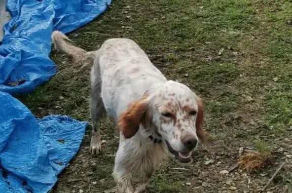 Chien perdu près de Ribérac - photo